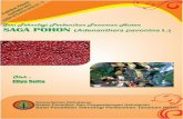SAGA POHON - forda-mof.org · kacangan lebih tinggi dari kedelai, kacang hijau, kacang tanah, atau kecipir. Hasil penelitian Balai Informasi Pertanian Ciawi, Bogor, Jawa Barat, menunjukkan