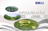 araucaria Budidaya - forda-mof.org · untuk tanaman penghasil bahan baku kayu energi, bahan baku pulp dan kertas, kayu pertukangan, pangan, bioenergi, atsiri dan jenis-jenis untuk