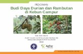 PEDOMAN Budi Daya Durian dan Rambutan di Kebun Campurold.worldagroforestry.org/sea/Publications/files/booklet/BL0050-14.pdf · Penyambungan/okulasi Pemeliharaan pembibitan Pohon Induk