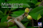 Mangrove - Universitas Brawijaya · 2015-01-07 · Klasifikasi hutan Mangrove Menurut Soemodihardjo et al (1986) : 1. Delta, terbentuk di muara sungai yang berkisaran pasang surut