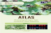 ATLAS - biofarmaka.ipb.ac.idbiofarmaka.ipb.ac.id/biofarmaka/2019/Atlas Kromatografi Lapis Tipis... · Traditional Chinese medicine, ayurveda, dan unani termasuk di antara sistem pengobatan