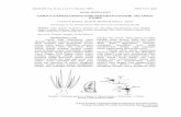 GURITA (CEPHALOPODA) DARI PERAIRAN SANGIHE, …...dari bukaan lensa mata. Gambar 2. Karakteristik lengan hectocotylus (Roper dkk 1984) GURITA (CEPHALOPODA) DARI PERAIRAN SANGIHE, SULAWESI