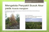 Pengalaman dari collaborative research FORDA/ACIAR/CSIRO ...Pohon mudah tumbang oleh angin ... Planted - SOP Natural Regeneration Treatment) Baserah Logas * Permudaan alam A. mangium
