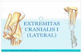 EXTREMITAS CRANIALIS I (LATERAL) - Lina · Pendahuluan Extremitas cranialis tersusun atas tulang tulang sebagai berikut: os scapula, os humerus, os radius et ulna, os carpi, os metacarpus,