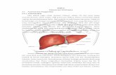 BAB II TINJAUAN PUSTAKA 2.1 Anatomi dan Fungsi Hati 2.1eprints.umm.ac.id/53888/2/BAB II.pdf · 2.1 Anatomi dan Fungsi Hati 2.1.1 Anatomi Hati Hati adalah organ tubuh manusia terbesar,