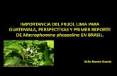IMPORTANCIA DEL FRIJOL LIMA PARA GUATEMALA, … /CONFERENCIAS SALON ONIX/3... · IMPORTANCIA DEL FRIJOL LIMA PARA GUATEMALA, PERSPECTIVAS Y PRIMER REPORTE DE Macrophomina phaseolina