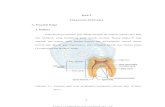 BAB 2 TINJAUAN PUSTAKA A. Penyakit Pulpa 1. Definisirepository.unimus.ac.id/3079/3/BAB 2.pdf · Pada dasarnya anatomi gigi dibagi menjadi dua bagian utama yaitu akar dan mahkota,