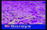 Soraya - Barenbrug · 2017. 8. 18. · Soraya produit de façon bien répartie du printemps à l’automne. (SOURCE / ESSAIS CTPS : 9 = Très bon) Grâce à cette capacité de repousse,