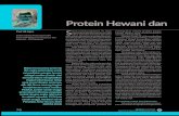 Protein Hewani dan Mandat Indonesia Merdeka...anak. Inilah urgensi kecukupan protein he wani asal ternak seperti telur, daging ayam dan daging sapi. Peternakan untuk Kesejahteraan