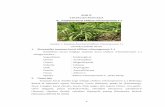 BAB II TINJAUAN PUSTAKA A. Allium schoenoprasum L.)repository.setiabudi.ac.id/3902/4/BAB II.pdf · daerah di Indonesia seperti Sumatera: Lokio (Melayu); ganda isi (Palembang). Jawa: