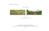 SILVIKA - jumani.untag-smd.ac.idjumani.untag-smd.ac.id/wp-content/uploads/2015/04/Diktat_Silvika_Gab... · pertumbuhan pohon dengan lingkungan. Diktat yang terbit pada cetakan ini