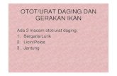 Otot-urat daging dan gerakan ikan - Universitas Lampungstaff.unila.ac.id/gnugroho/files/2013/10/Otot-urat-d... · 2015. 4. 9. · OTOT/URAT DAGING DAN GERAKAN IKAN Ada 3 macam otot
