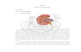 BAB II TINJAUAN PUSTAKA 2.1.Ginjal 2.1.1. Anatomi ginjaleprints.umm.ac.id/46849/3/BAB II.pdf · 2.2.4. Pemeriksaan fungsi ginjal . Beberapa tes yang dapat dilakukan untuk deteksi