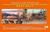 Petunjuk Praktis i Manajemen Umum Pembiakan Ternak Sapintb.litbang.pertanian.go.id/pu/psds/Pembiakan.pdf · 2010 menjadi 14.230.000 ekor pada tahun 2014. Program swasembada daging