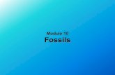 Module 10 Fossilslearning.upnyk.ac.id/pluginfile.php/6955/mod_resource... · 2017. 9. 2. · Makhluk hidup mengalami evolusi atau perubahan secara berangsur dari kehidupan sebelumnya,