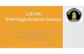 UJI HA (HemaglutinationAssay)vlm.ub.ac.id/pluginfile.php/45251/mod_resource... · Uji serologis untuk mendeteksi mikrooganisme yang memiliki glikoprotein permukaan hemaglutinin dan