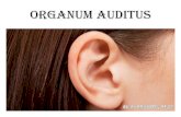 ORGANUM AUDITUS DAN TELINGA...Rongga di dlm os temporalis yg berisi udara yg berasal dari nasopharynx, dng bentuk yg tak teratur, terletak di antara membran tympani dan telinga dalam.