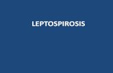 LEPTOSPIROSIS · 2019. 3. 23. · -Leptospirosis adalah penyakit zoonosis yang mudah disebarkan di banyak daerah tropis-Puncak kejadian Leptospirosis terutama terjadi pada saat musim