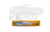 BAB II TINJAUAN PUSTAKA Ikan Tongkol (Euthynnus affiniseprints.umm.ac.id/60330/3/BAB II.pdf · sampai pada kedalaman 40 meter dengan kisaran optimum antara 20-28 °C dan menyenangi