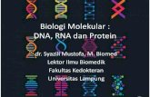 Biologi Molekular : DNA, RNA dan Protein ... Lektor Ilmu Biomedik Fakultas Kedokteran Universitas Lampung