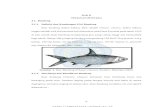 2.1. Bandeng 2.1.1. Definisi dan Kandungan Gizi Bandengrepository.unimus.ac.id/3247/4/12. BAB II.pdf · Ikan bandeng mengandung gizi yang cukup tinggi dan bermanfaat bagi tubuh. Setiap