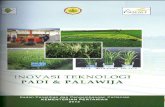 Kementerian Pertanian · Penamaan VUB padi hibrida untuk ekosistem sawah irigasi memakai nama Inpari (inbrida padi irigasi), ekosistem rawa memakai nama Inpara (inbrida padi rawa),
