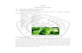 BAB II TINJAUAN PUSTAKA 2.1 Deskripsi Tumbuhan Piper …eprints.umm.ac.id/68242/3/BAB II.pdf · 2020. 10. 21. · hewan dan juga tumbuhan. Senyawa ini kebanyakan memiliki struktur