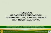 MENGENAL ORGANISME PENGGANGGU TUMBUHAN (OPT) BAWANG MERAH DAN MUSUH …bbp2tp.litbang.pertanian.go.id/images/Download/OPT... · 2020. 3. 19. · TUMBUHAN (OPT) BAWANG MERAH DAN MUSUH