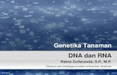 Genetika Tanaman DNA dan RNA 2019. 3. 22.¢  Transkripsi (mencetak ARN-m) ¢â‚¬â€œMelibatkan satu pita DNA