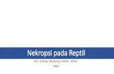 Nekropsi pada Reptil - Universitas Brawijayavlm.ub.ac.id/pluginfile.php/44567/mod_resource... · Title: Nekropsi pada Reptil Author: Andreas Bandang Created Date: 3/7/2020 12:03:34