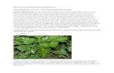pplhpuntondo.or.id · Web viewYang dimanfaatkan dari tanaman obat ini adalah daun dan akar. tanaman obat ini biasa digunakan untuk obat sakit kencing manis dan radang usus. Daun Sirih