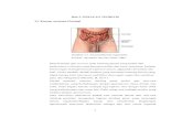 Bab 2 TINJAUAN TEORITIS 2.1 Konsep Anatomi Fisiologieprints.umbjm.ac.id/724/4/BAB 2.pdf2.1 Konsep Anatomi Fisiologi Gambar 2.1 Anatomihernia inguinalis. Sumber : Muttaqin dan Sari