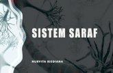 SISTEM SARAF - UMY · 2020. 11. 11. · SISTEM SARAF Sistem saraf mempertahankan Homeostasis sistem saraf bertanggung jawab terhadap persepsi, perilaku, memori menginisiasi semua