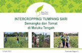 di Maluku Tengah Semangka dan Tomat INTERCROPPING/ …