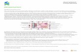 PDF Update New Stamp Duty Value - Standard Chartered