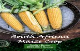 South African Maize Crop