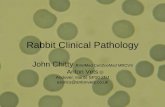 Rabbit Clinical Pathology - AVEPA