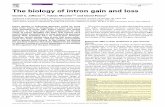 The biology of intron gain and loss