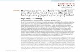 Bovine sperm-oviduct interactions are characterized ... - Nature