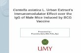 Centella asiatica L. Urban Extract's Immunomodulator Effect ...