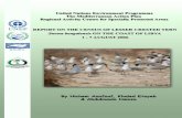 Report on the census of Lesser Crested Tern Sterna bengalensis in the Eastern coast of Libya.