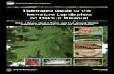 Illustrated Guide to the Immature Lepidoptera on Oaks in ...