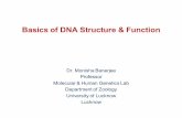 Basics of DNA Structure & Function - Lucknow University