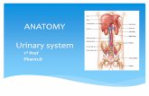 ANATOMY Urinary system