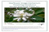 Starflower Image Herbarium Flowering Deciduous Shrubs and ...