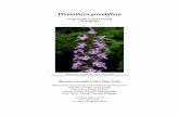 Platanthera grandiflora Rare Plant Profile - NJ.gov