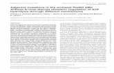 Adjacent mutations in the archaeal Rad50 ABC ATPase D ...