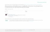 Parasites Of African Catfish Clarias Gariepinus Cultured In ...