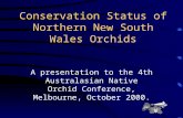 NE NSW Orchids - ANOCS Melbourne 2000