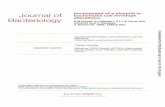 Involvement ofaPlasmid inEscherichia coli Envelope Alterations